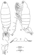 Espèce Tortanus (Atortus) bowmani - Planche 1 de figures morphologiques