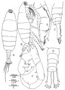 Espèce Tortanus (Atortus) bowmani - Planche 2 de figures morphologiques