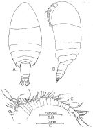 Species Pseudocyclops kulai - Plate 1 of morphological figures