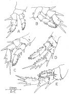Species Pseudocyclops kulai - Plate 3 of morphological figures