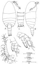 Species Pseudocyclops kulai - Plate 4 of morphological figures