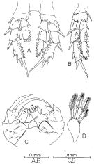 Species Pseudocyclops kulai - Plate 5 of morphological figures