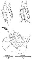 Species Pseudocyclops minya - Plate 2 of morphological figures
