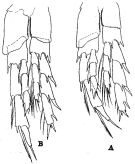 Species Nannocalanus minor - Plate 6 of morphological figures