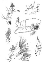 Espèce Gaetanus antarcticus - Planche 5 de figures morphologiques