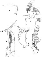 Species Chirundina indica - Plate 1 of morphological figures