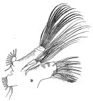 Species Pseudochirella notacantha - Plate 11 of morphological figures