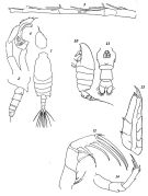 Espèce Candacia ethiopica - Planche 1 de figures morphologiques