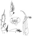 Species Paraeuchaeta investigatoris - Plate 3 of morphological figures