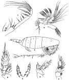 Species Onchocalanus trigoniceps - Plate 10 of morphological figures