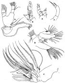 Species Pseudoamallothrix emarginata - Plate 6 of morphological figures