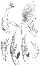 Species Amallothrix gracilis - Plate 4 of morphological figures