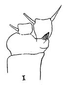 Espèce Pseudhaloptilus eurygnathus - Planche 4 de figures morphologiques