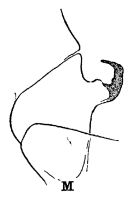 Species Mesorhabdus angustus - Plate 6 of morphological figures
