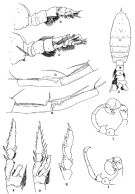Espèce Pleuromamma xiphias - Planche 16 de figures morphologiques