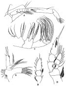 Espèce Euaugaptilus nodifrons - Planche 9 de figures morphologiques