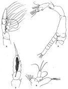 Espèce Euaugaptilus longimanus - Planche 6 de figures morphologiques
