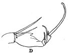Espèce Corycaeus (Ditrichocorycaeus) asiaticus - Planche 2 de figures morphologiques