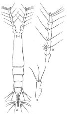 Espce Monstrilla investigatoris - Planche 1 de figures morphologiques