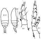 Species Spinocalanus brevicaudatus - Plate 8 of morphological figures