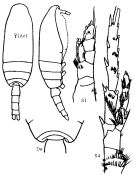 Espèce Spinocalanus longispinus - Planche 3 de figures morphologiques