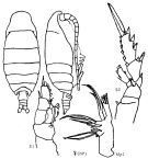 Espèce Mimocalanus distinctocephalus - Planche 3 de figures morphologiques