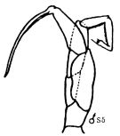 Espce Drepanopus bungei - Planche 1 de figures morphologiques