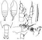 Species Chiridius pacificus - Plate 6 of morphological figures