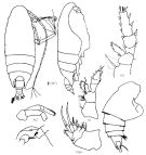 Species Batheuchaeta lamellata - Plate 3 of morphological figures