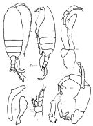 Species Batheuchaeta lamellata - Plate 4 of morphological figures