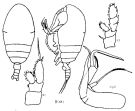 Espèce Chiridiella abyssalis - Planche 4 de figures morphologiques