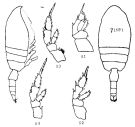 Espèce Valdiviella imperfecta - Planche 1 de figures morphologiques