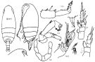 Espèce Mixtocalanus robustus - Planche 1 de figures morphologiques