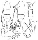 Espèce Scaphocalanus subelongatus - Planche 1 de figures morphologiques