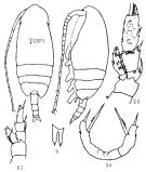Species Amallothrix paravalida - Plate 4 of morphological figures
