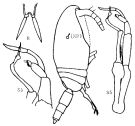 Espèce Pseudoamallothrix laminata - Planche 4 de figures morphologiques