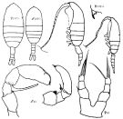 Espèce Metridia similis - Planche 1 de figures morphologiques