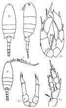 Species Pseudodiaptomus marinus - Plate 4 of morphological figures