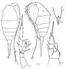 Espèce Lucicutia polaris - Planche 1 de figures morphologiques