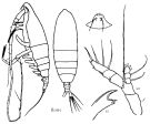 Species Haloptilus longicirrus - Plate 5 of morphological figures