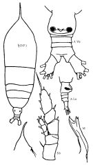 Espèce Haloptilus pseudooxycephalus - Planche 1 de figures morphologiques