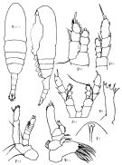 Espèce Euaugaptilus hyperboreus - Planche 3 de figures morphologiques