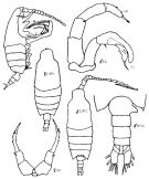 Species Candacia parafalcifera - Plate 1 of morphological figures