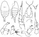 Espèce Temorites longiseta - Planche 1 de figures morphologiques