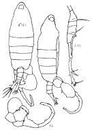 Espèce Tortanus (Atortus) longipes - Planche 2 de figures morphologiques