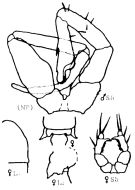 Espèce Eurytemora americana - Planche 1 de figures morphologiques