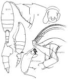 Espèce Paraeuchaeta elongata - Planche 5 de figures morphologiques