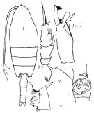 Espèce Paraeuchaeta norvegica - Planche 2 de figures morphologiques