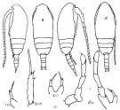 Espèce Paracalanus parvus - Planche 6 de figures morphologiques
