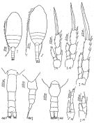 Species Microcalanus pygmaeus - Plate 4 of morphological figures